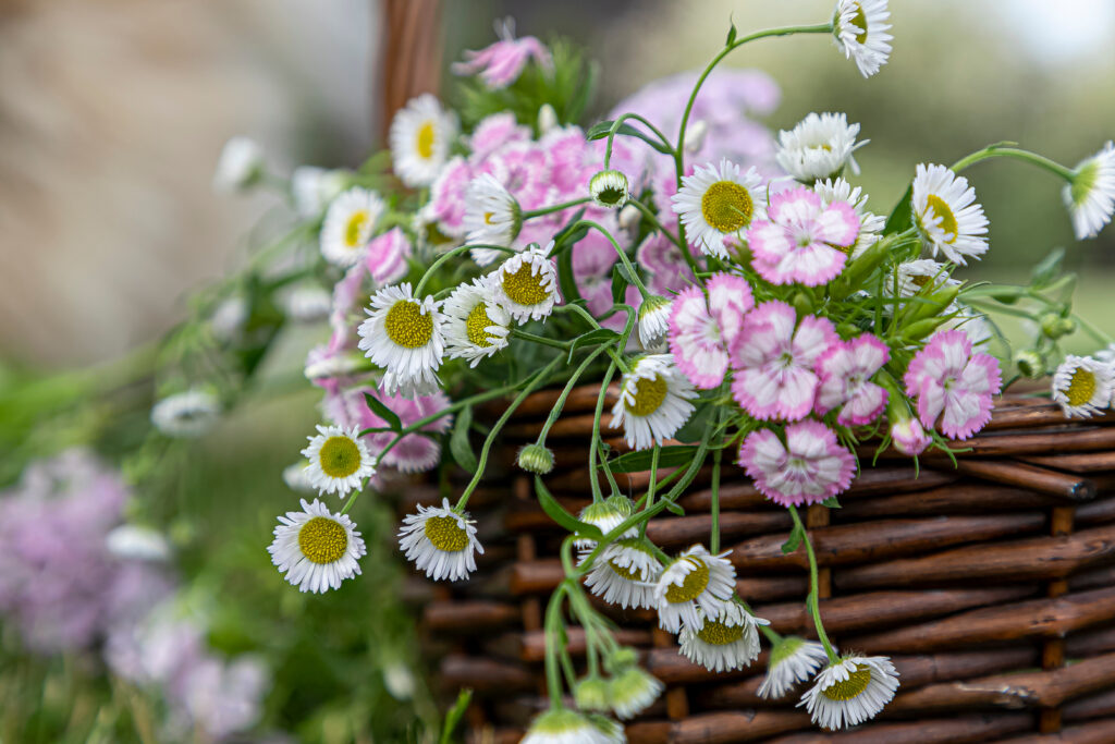 Pink and white small daisies in woven basket