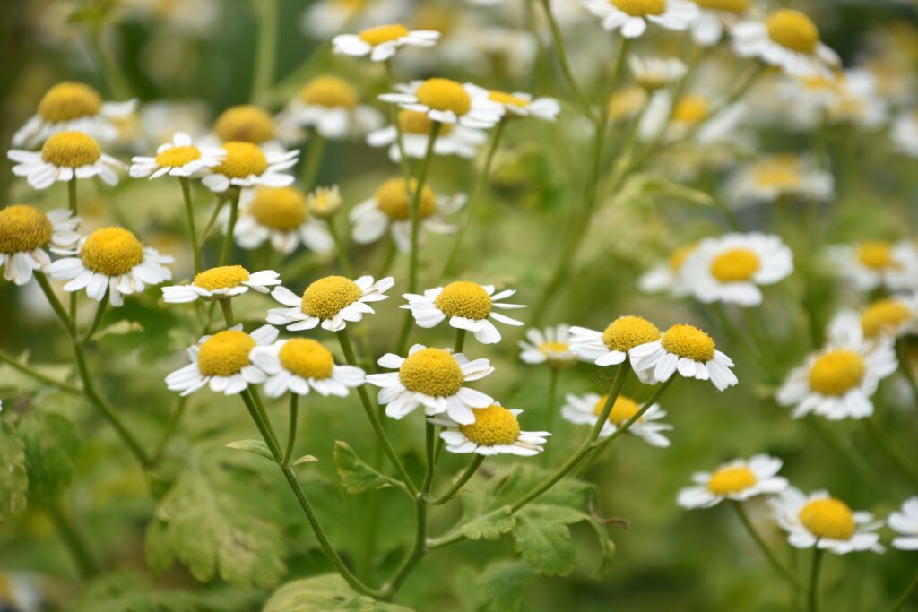 Beautiful,Garden,With,Blooming,White,And,Yellow,Feverfew,Blossoms.