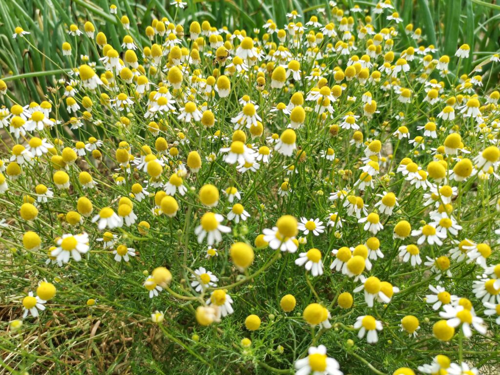 Chamomile,Flower,Field.,Camomile,In,The,Nature.,Field,Of,Camomiles