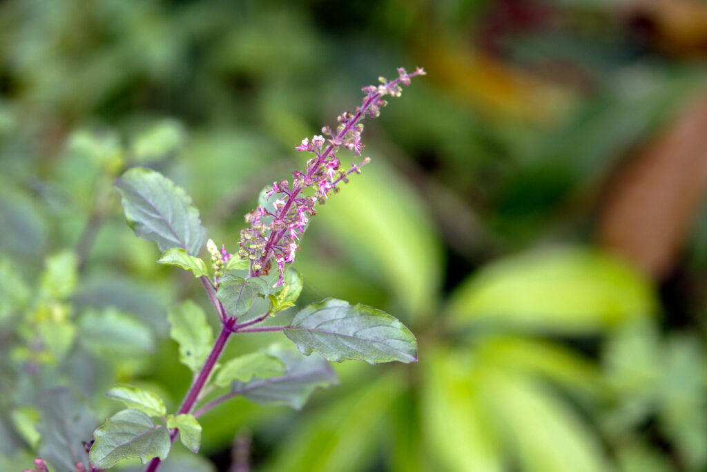 Tulsi,Or,The,Holy,Basil,Flower,With,Blurred,Leaves,,Kerala,