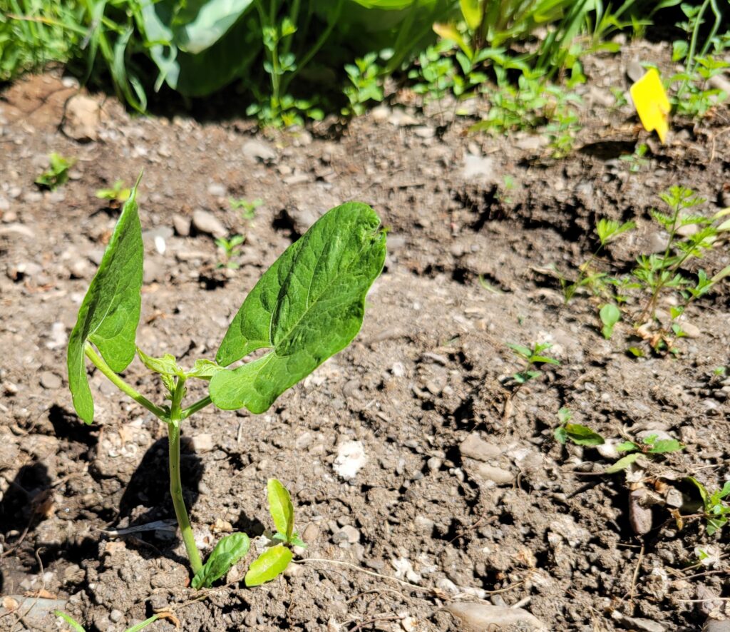 Bush Bean Plant in dirt