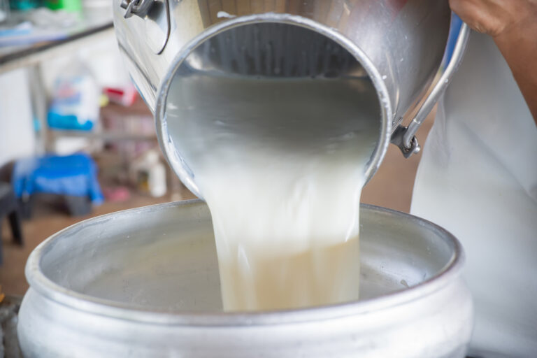 pouring raw milk into larger bucket